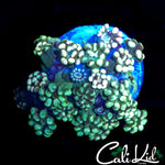 ULTRA RAINBOW ALVEOPORA