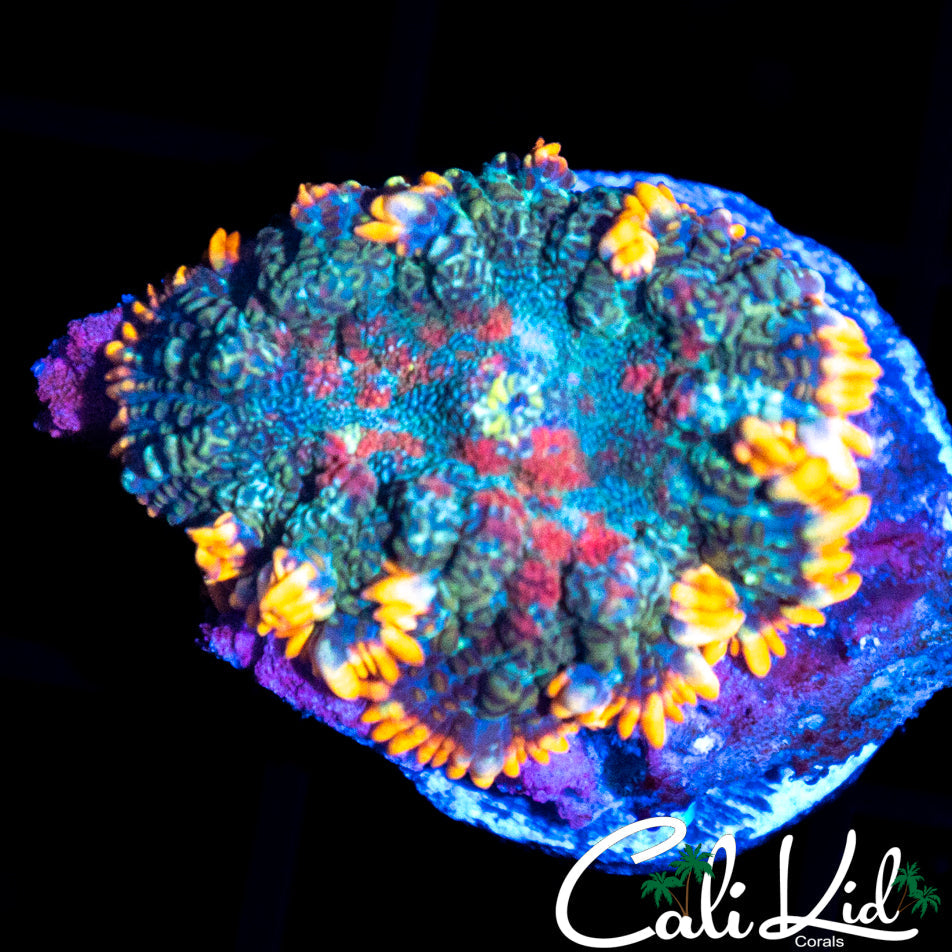 TRI COLOR RHODACTIS