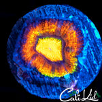 ULTRA RAINBOW ACAN