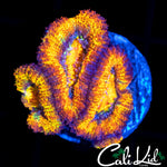 ULTRA RAINBOW ACAN TRIPLE