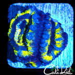 ULTRA RAINBOW ACAN DOUBLE