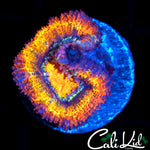 ULTRA RAINBOW ACAN LORD