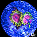 STRAWBERRY WINE DOUBLE