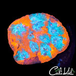 BEAUTIFUL TRI COLOR CHALICE MINI COLONY