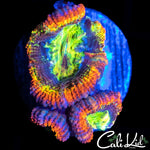 ULTRA RAINBOW ACAN TRIPLE