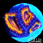 ULTRA RAINBOW ACAN TRIPLE