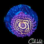 STRATOSPHERE LARGE POLYP