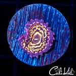 STRATOSPHERE LARGE POLYP