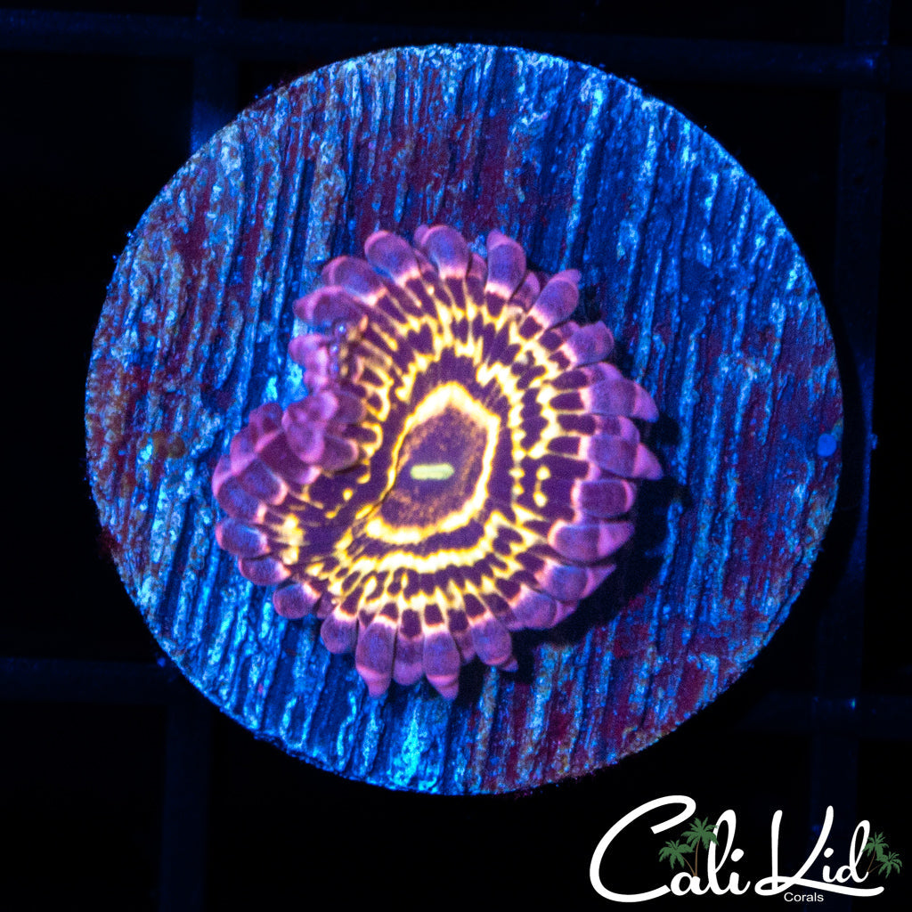 STRATOSPHERE LARGE POLYP