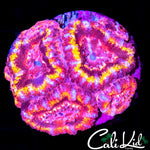 ULTRA RAINBOW ACAN QUAD