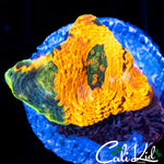 ULTRA RAINBOW ECHINATA
