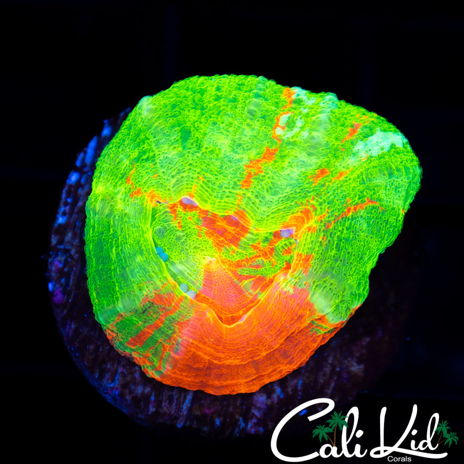 www.calikidcorals.com