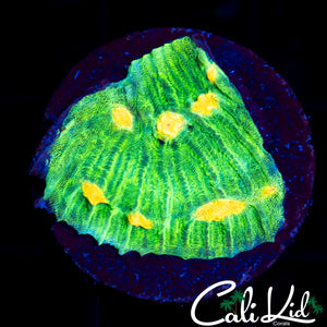 Space Invader Chalice