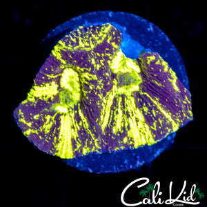 Splatter Goniastrea Frag