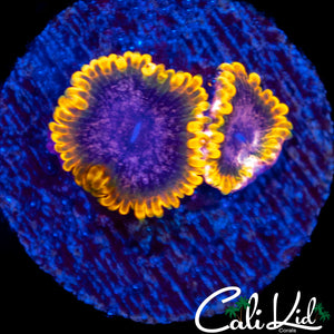 Stiggy Marley Double