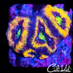 Rainbow Acan Quad