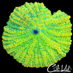 XL Rainbow Rhodactis