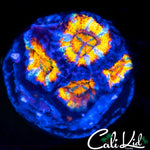 Rainbow Acan Quad