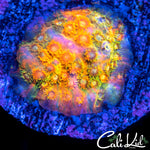 Rainbow Cyphastrea