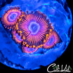 Ultra Zoa Mini Colony
