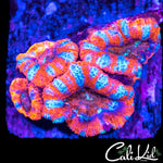 Blue Stripe Acan Quad
