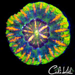 Ultimate Rainbow Button Scoly