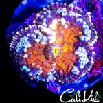Lava Bounce Mushroom