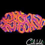 Ultra Rainbow Acan Colony