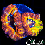Tiger Belly Acan Double