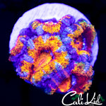 Rainbow Acan Quad