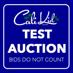 Test Auction 1