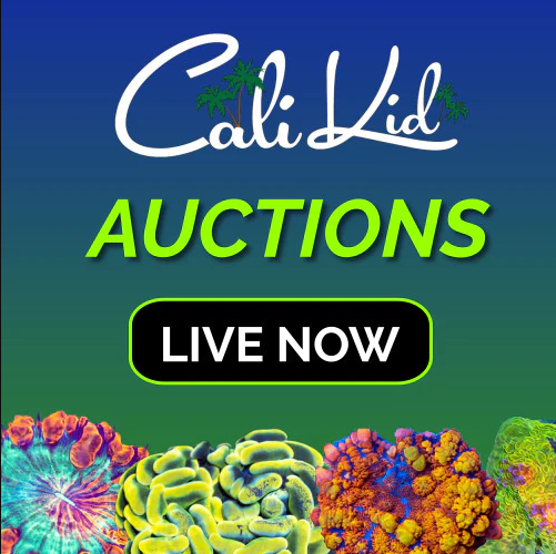 Auction