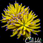 SUPER BRIGHT MALAYSIAN BANANA TORCH