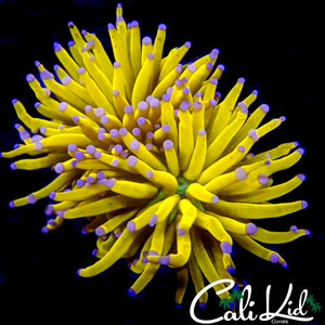 SUPER BRIGHT MALAYSIAN BANANA TORCH