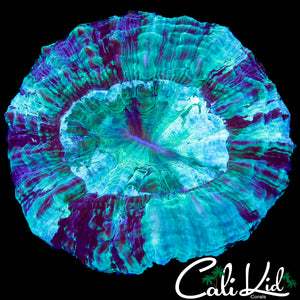 Neon Swirl Acantho