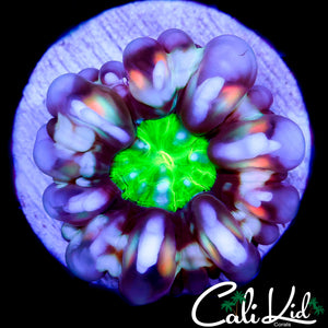 BEAUTIFUL 5 COLOR CYNARINA