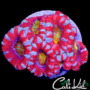 RAINBOW EYE ACAN MINI COLONY