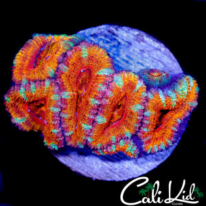 HOT RAINBOW ACAN CHUNK