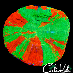 BLINDING BLEEDING APPLE SCOLY