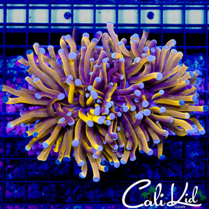 AUSSIE GOLDI LOCKS TORCH