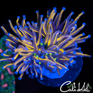 Green Mouth Indo Gold Torch