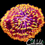 BURNING EMBERS FUNGIA