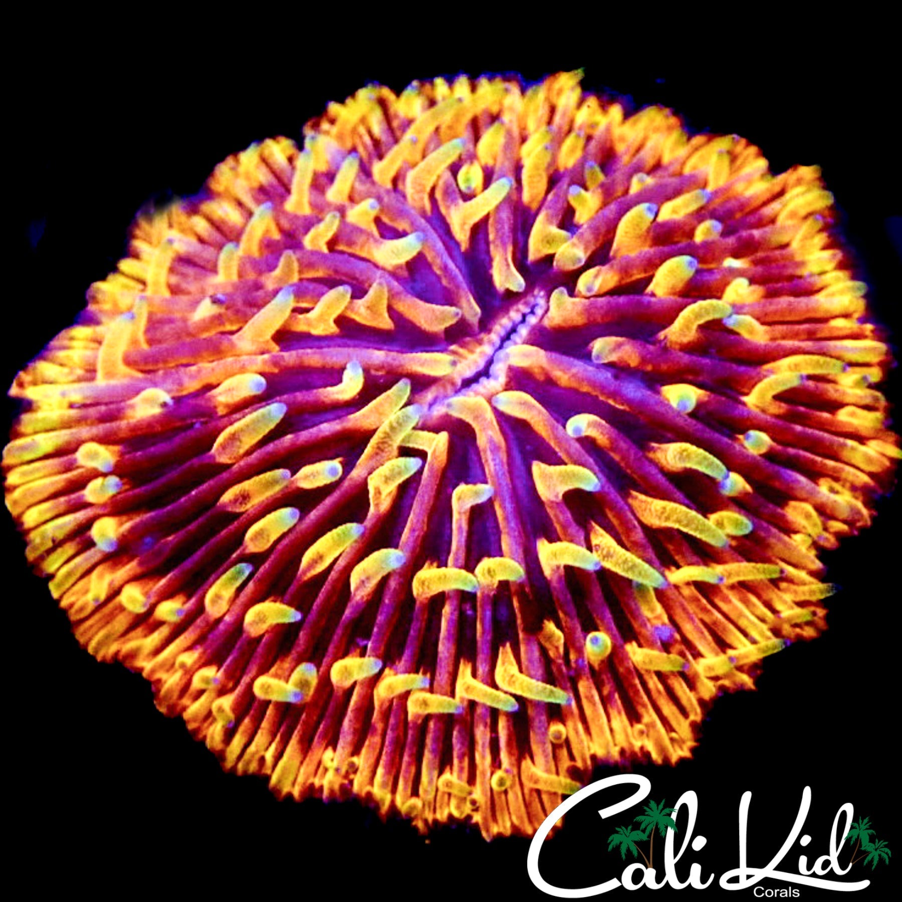 BURNING EMBERS FUNGIA