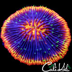 COOL 4 COLOR PLATE