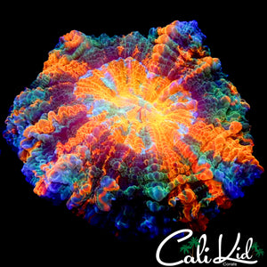 ULTIMATE RAINBOW ACANTHO
