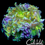 FORBIDDEN FRUIT HAMMER