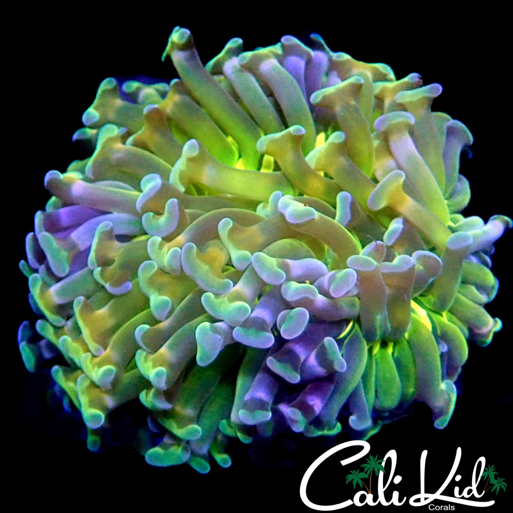 FORBIDDEN FRUIT HAMMER