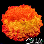 50/50 ECLECTUS MUSHROOM
