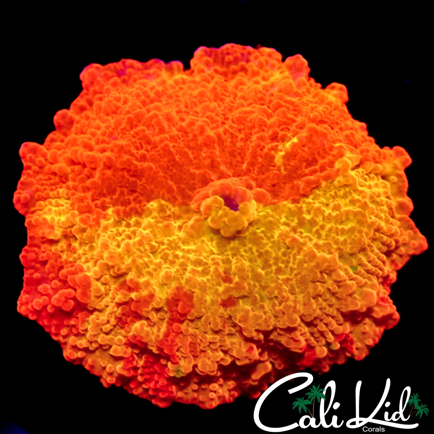50/50 ECLECTUS MUSHROOM