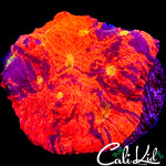 FUNKY RAINBOW CHALICE CHUNK